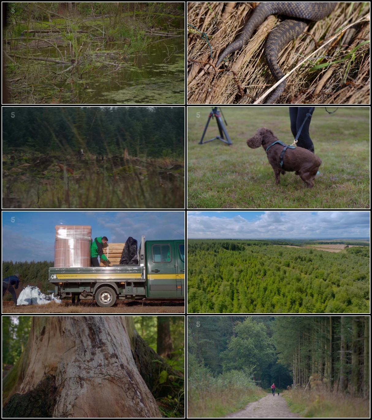Secret Life of The Forest S02E08 1080p HDTV H264-DARKFLiX