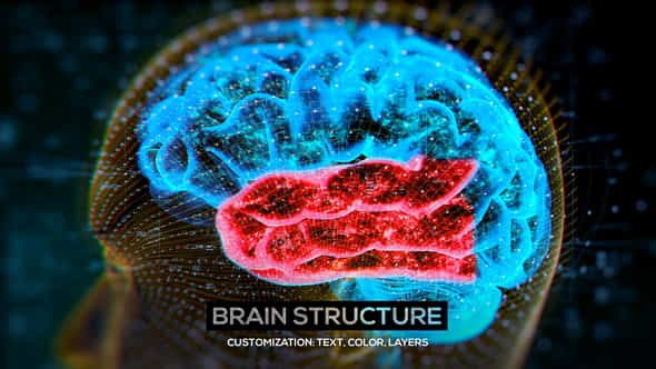 Brain Structure (4-pack) - VideoHive 24089741