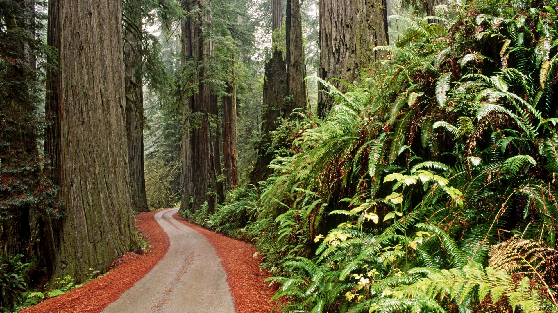 Redwood National Park, California.jpg