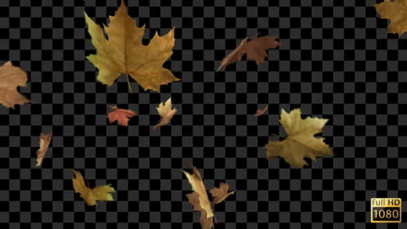 Autumn Leaves Falling - VideoHive 33790423