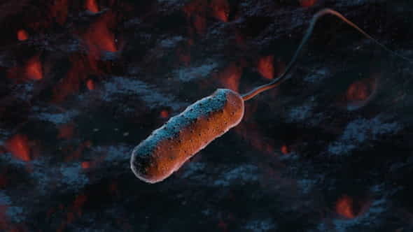 Bacteria Vibrio Vulnificus - VideoHive 22909071