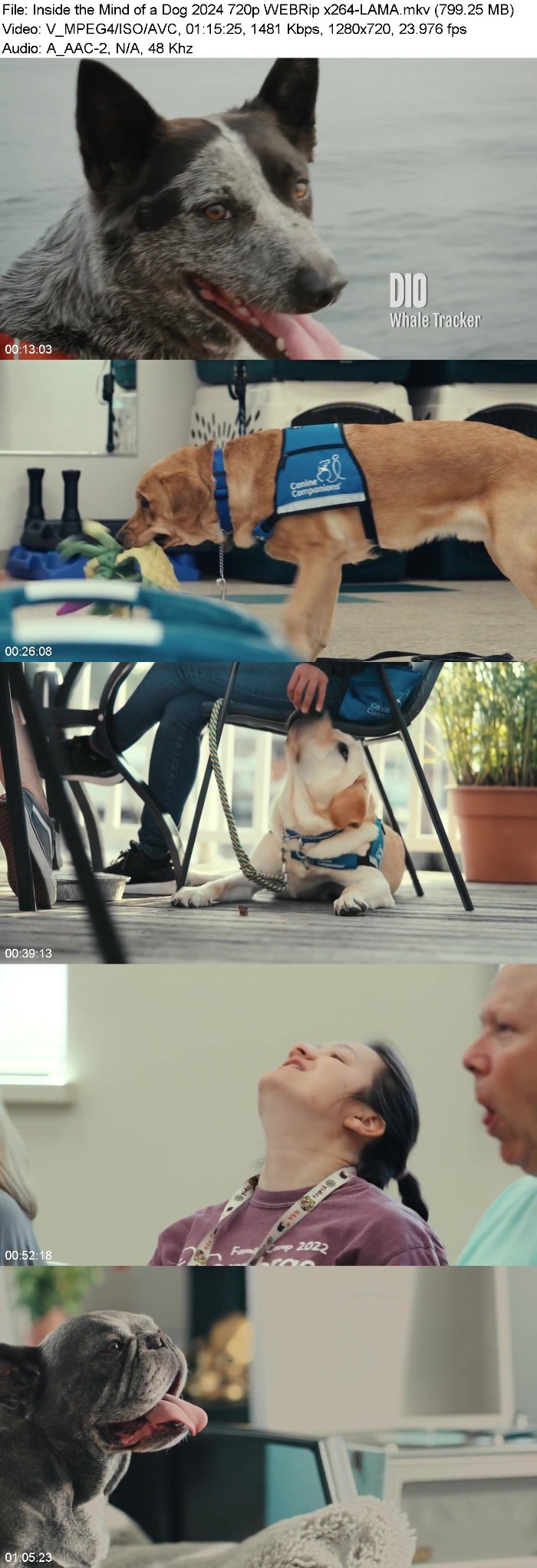 Inside the Mind of a Dog (2024) 720p WEBRip x264-LAMA GULu9r2k_o