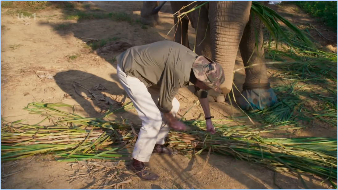 ITV Paul O'Grady's Great Elephant Adventure [1080p] HDTV (x265) O2dMmgoM_o