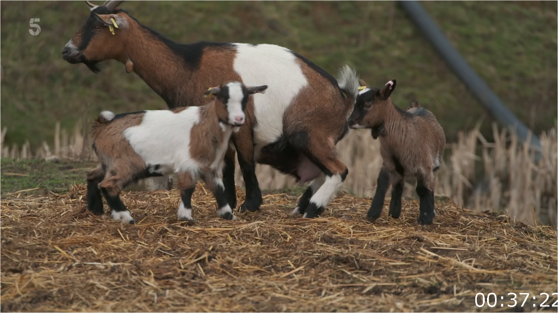 The Yorkshire Vet S19E07 [1080p] HDTV (H264) 68qlhcVb_o