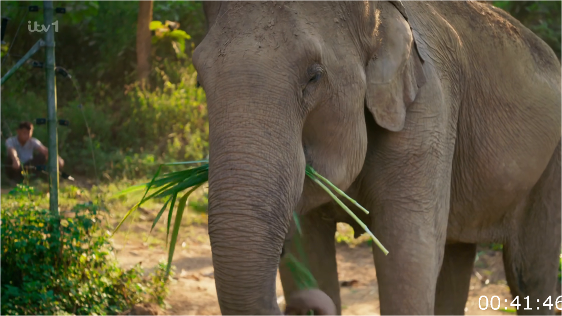 ITV Paul O'Grady's Great Elephant Adventure [1080p] HDTV (x265) TGqoqMB0_o