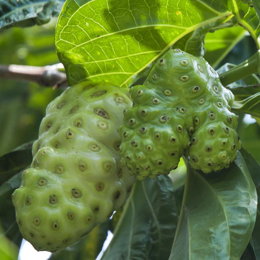 noni