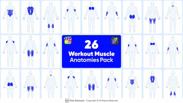 Workout Muscle Anatomies Pack For Final Cut Pro X - VideoHive 49834424