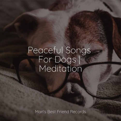 Pet Care Music Therapy - Peaceful Songs For Dogs  Meditation - 2022