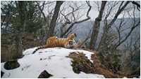 Nat Geo Wild:    / Russia's Wild Tiger / 2022 /  / WEB-DL (1080p)