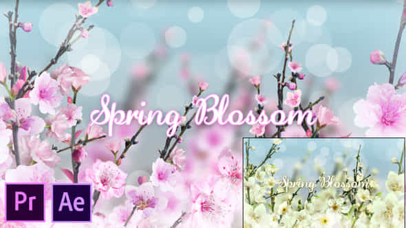 Spring Blossom - VideoHive 26320281