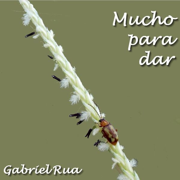 Gabriel Rua- Mucho Para Dar 2024- WEB [FLAC] 16BITS 44.1KHZ 097pNyit_o