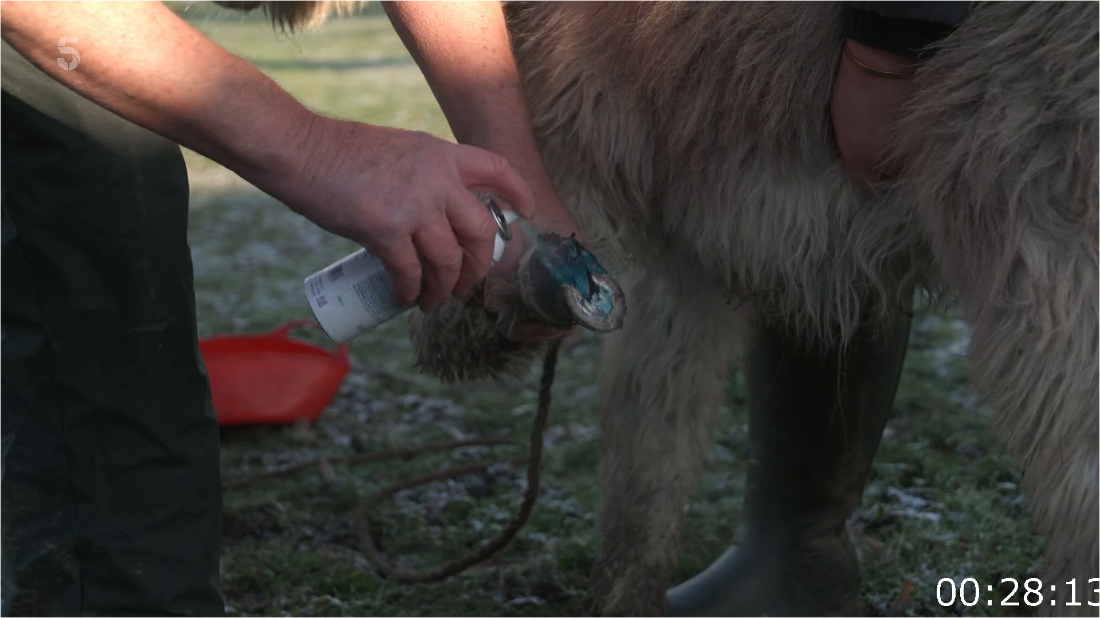 The Yorkshire Vet S19E08 [1080p] HDTV (H264) PNCMrckG_o