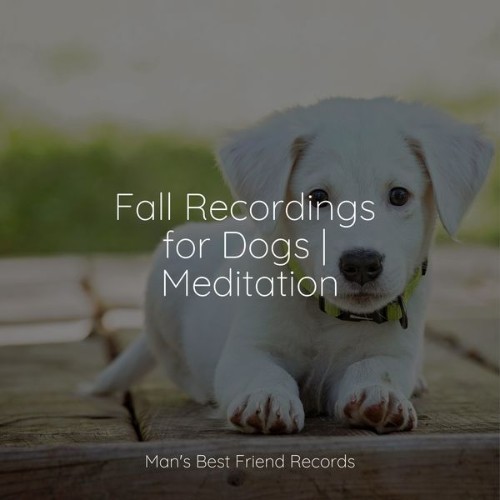 Jazz Music Therapy for Dogs - Fall Recordings for Dogs  Meditation - 2022