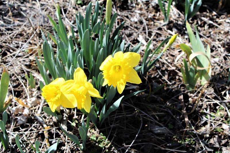 My Daffodils Say.... It's Spring! :D PrLvp7Jw_o