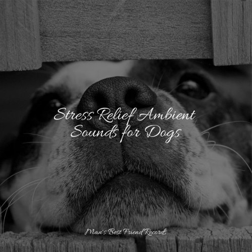 Calming Music for Dogs - Stress Relief Ambient Sounds for Dogs - 2022