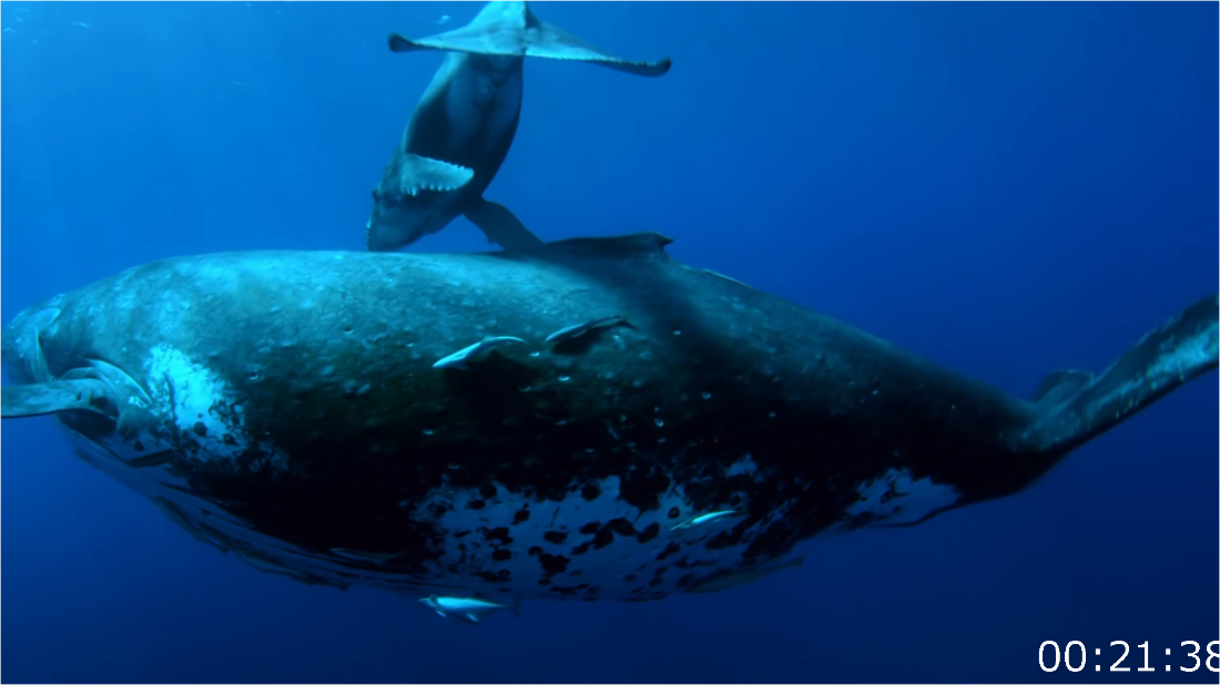 BBC Natural World 2019 Humpback Whales A Detective Story [1080p] HDTV (x265) J4WKDR9J_o