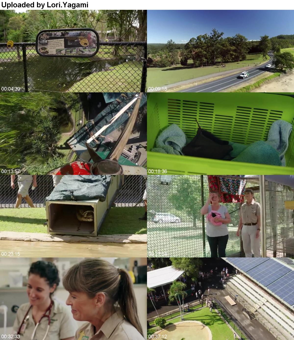 Crikey Its the Irwins S02E05 Crocodile Love Story WEB x264-CAFFEiNE