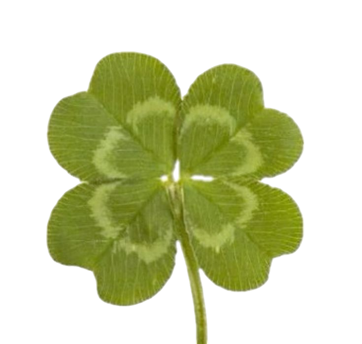 four leaf clover