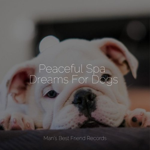 Jazz Music Therapy for Dogs - Peaceful Spa Dreams For Dogs - 2022