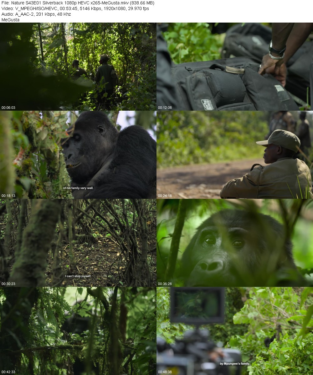 Nature S43E01 Silverback 1080p HEVC x265-MeGusta