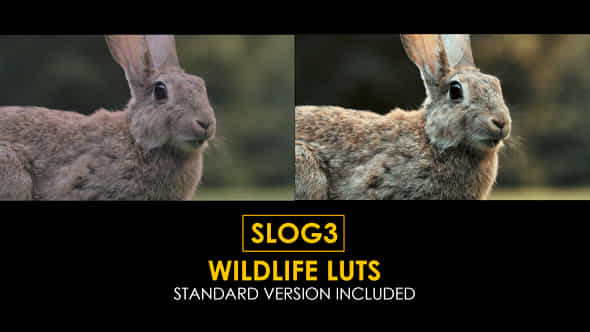 Slog3 Wildlife and - VideoHive 40915682
