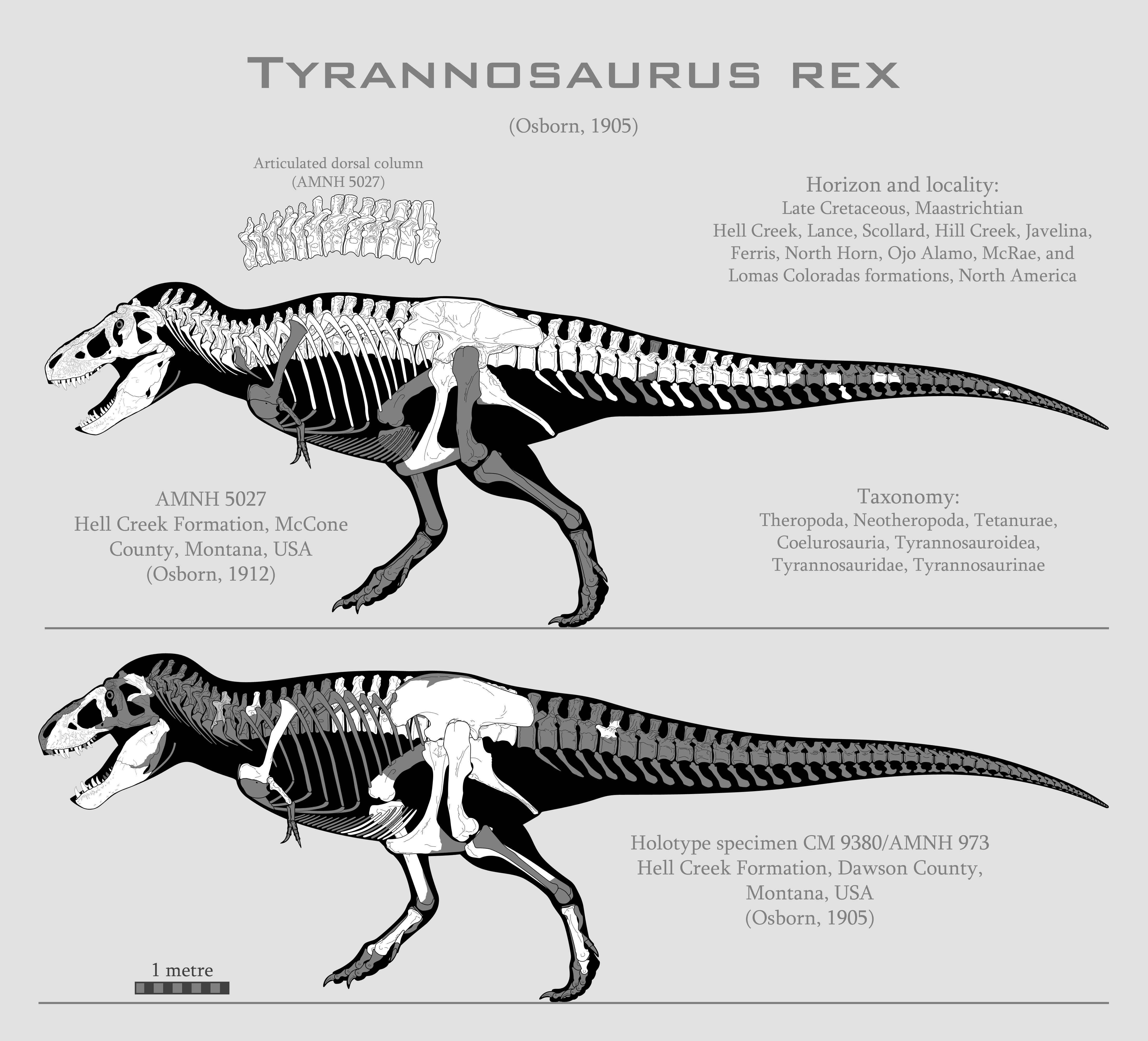 Tyrannosaurus rex – The Sauropodomorph's Lair