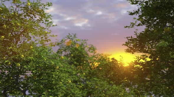 Lemon Garden Sunset - VideoHive 34054055