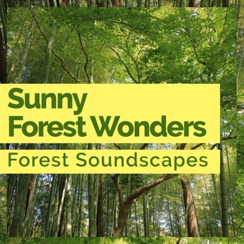 Forest Soundscapes - Sunny Forest Wonders - 2019