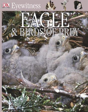 Eagles and Birds of Prey