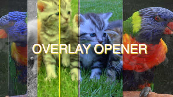 Overlay Opener - VideoHive 51464505