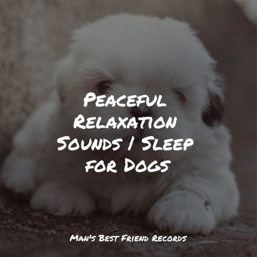 Pet Care Music Therapy - Peaceful Relaxation Sounds  Sleep for Dogs - 2022