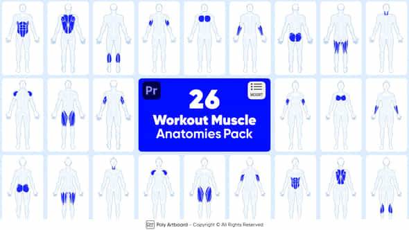 Workout Muscle Anatomies - VideoHive 48592915