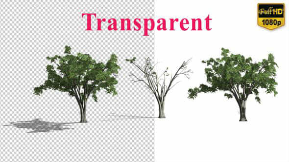 Realistic Tree Animation - VideoHive 24007456